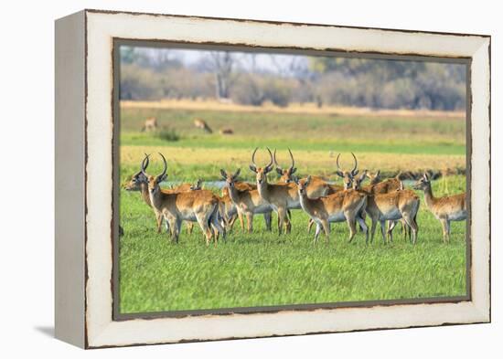 Botswana. Okavango Delta. Khwai Concession. Red Lechwe Herd-Inger Hogstrom-Framed Premier Image Canvas