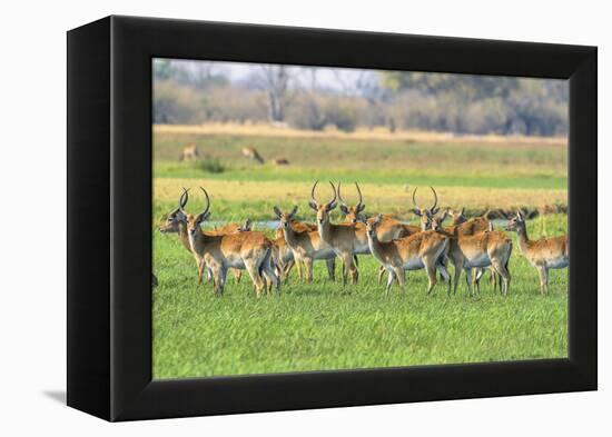 Botswana. Okavango Delta. Khwai Concession. Red Lechwe Herd-Inger Hogstrom-Framed Premier Image Canvas