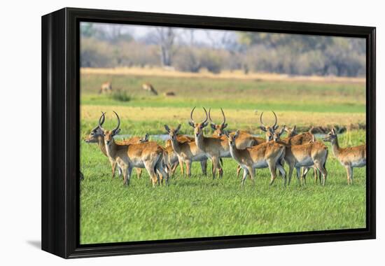 Botswana. Okavango Delta. Khwai Concession. Red Lechwe Herd-Inger Hogstrom-Framed Premier Image Canvas