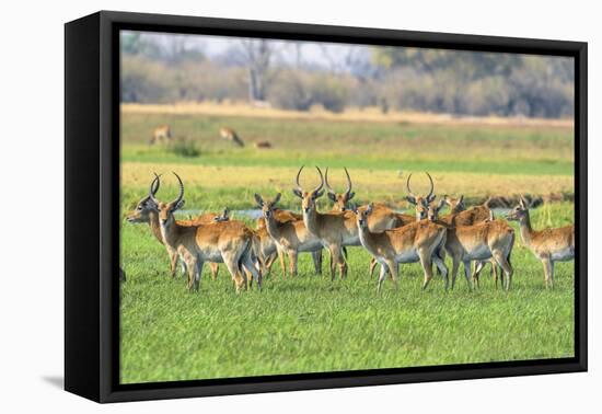 Botswana. Okavango Delta. Khwai Concession. Red Lechwe Herd-Inger Hogstrom-Framed Premier Image Canvas