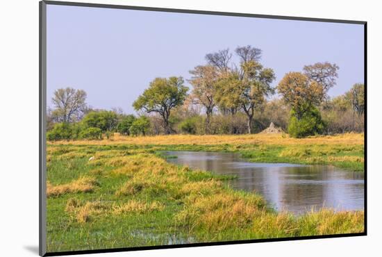 Botswana. Okavango Delta. Khwai Concession. Riparian Forest-Inger Hogstrom-Mounted Photographic Print