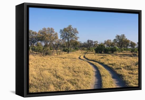 Botswana. Okavango Delta. Khwai Concession. Safari Vehicle Tracks Snake Though the Bush-Inger Hogstrom-Framed Premier Image Canvas