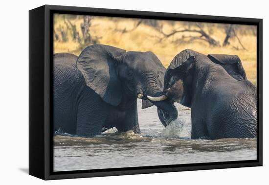 Botswana. Okavango Delta. Khwai Concession. Two Young Male Elephants Playing in the Water-Inger Hogstrom-Framed Premier Image Canvas