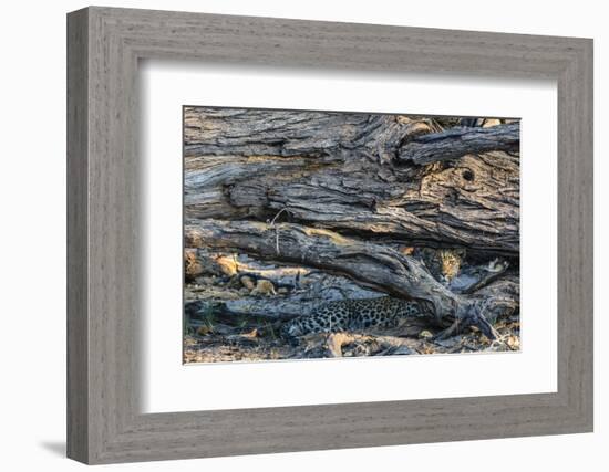 Botswana. Okavango Delta. Khwai Concession. Young Female Leopard Resting under a Log-Inger Hogstrom-Framed Photographic Print