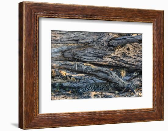 Botswana. Okavango Delta. Khwai Concession. Young Female Leopard Resting under a Log-Inger Hogstrom-Framed Photographic Print