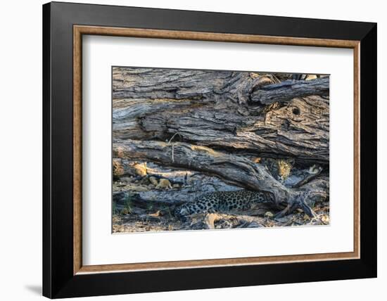 Botswana. Okavango Delta. Khwai Concession. Young Female Leopard Resting under a Log-Inger Hogstrom-Framed Photographic Print