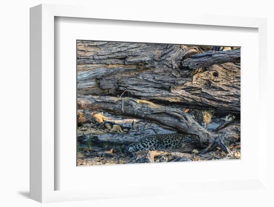 Botswana. Okavango Delta. Khwai Concession. Young Female Leopard Resting under a Log-Inger Hogstrom-Framed Photographic Print