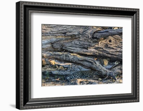 Botswana. Okavango Delta. Khwai Concession. Young Female Leopard Resting under a Log-Inger Hogstrom-Framed Photographic Print