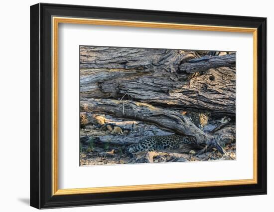 Botswana. Okavango Delta. Khwai Concession. Young Female Leopard Resting under a Log-Inger Hogstrom-Framed Photographic Print