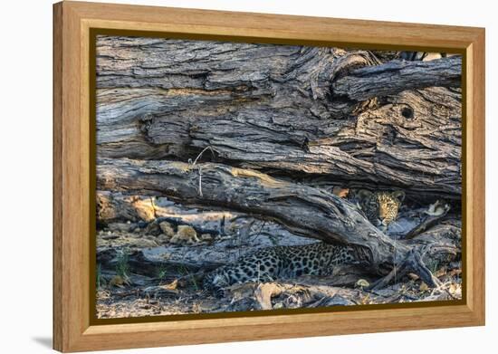 Botswana. Okavango Delta. Khwai Concession. Young Female Leopard Resting under a Log-Inger Hogstrom-Framed Premier Image Canvas