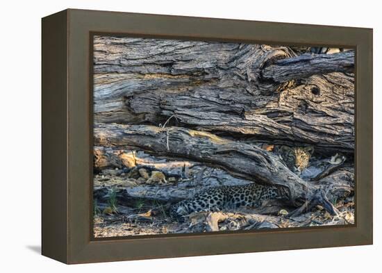 Botswana. Okavango Delta. Khwai Concession. Young Female Leopard Resting under a Log-Inger Hogstrom-Framed Premier Image Canvas