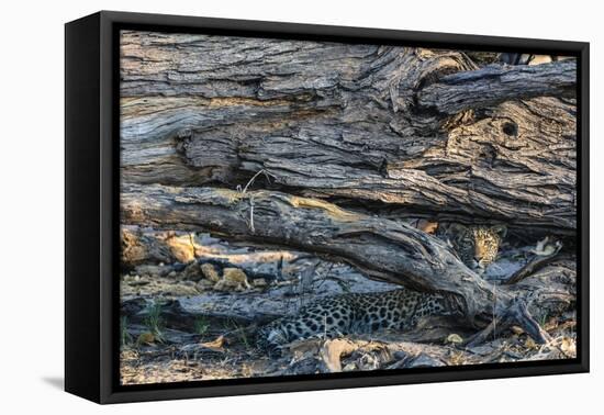 Botswana. Okavango Delta. Khwai Concession. Young Female Leopard Resting under a Log-Inger Hogstrom-Framed Premier Image Canvas