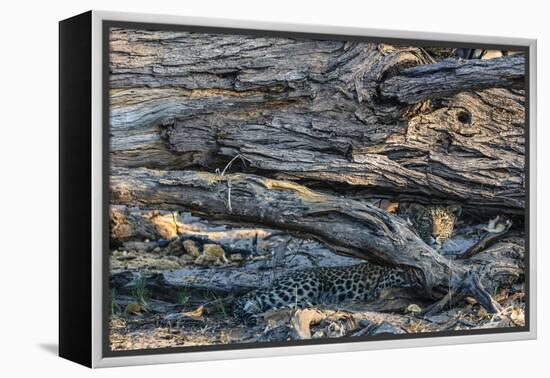 Botswana. Okavango Delta. Khwai Concession. Young Female Leopard Resting under a Log-Inger Hogstrom-Framed Premier Image Canvas