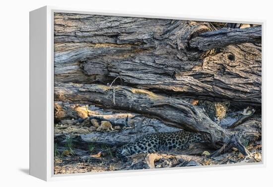 Botswana. Okavango Delta. Khwai Concession. Young Female Leopard Resting under a Log-Inger Hogstrom-Framed Premier Image Canvas