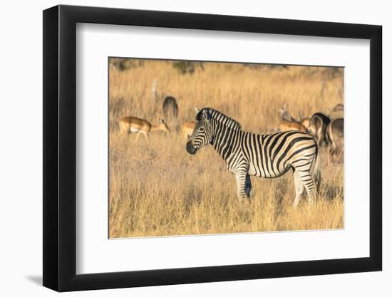 Botswana. Okavango Delta. Khwai Concession-Inger Hogstrom-Framed Photographic Print