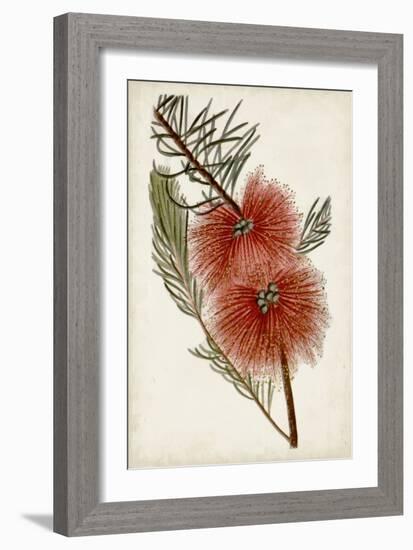 Bottle Brush Flower I-John Miller-Framed Art Print