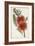 Bottle Brush Flower I-John Miller-Framed Art Print