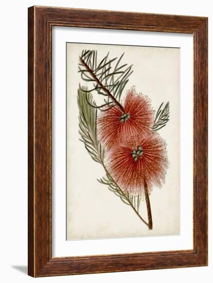 Bottle Brush Flower I-John Miller-Framed Art Print