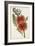 Bottle Brush Flower I-John Miller-Framed Art Print