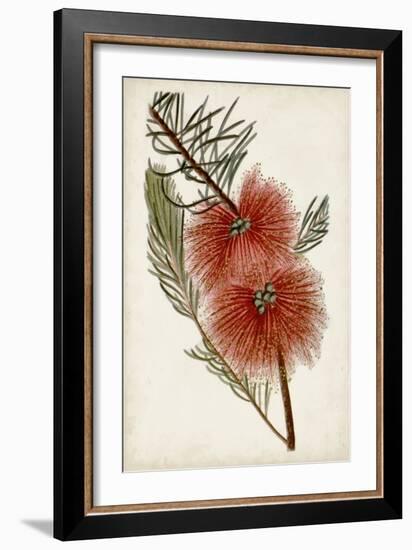 Bottle Brush Flower I-John Miller-Framed Art Print