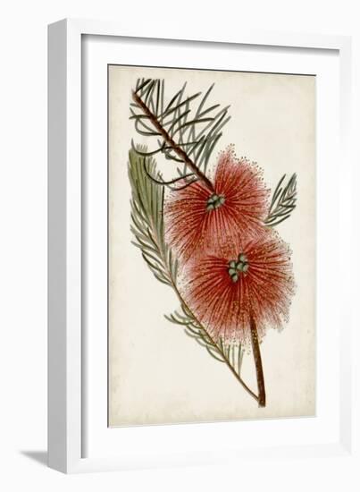 Bottle Brush Flower I-John Miller-Framed Art Print