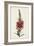 Bottle Brush Flower II-John Miller-Framed Art Print