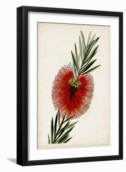 Bottle Brush Flower III-John Miller-Framed Art Print