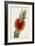 Bottle Brush Flower III-John Miller-Framed Art Print