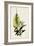 Bottle Brush Flower IV-John Miller-Framed Art Print