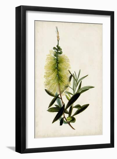 Bottle Brush Flower IV-John Miller-Framed Art Print