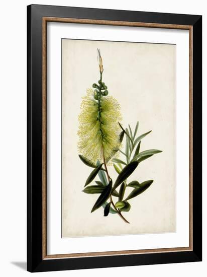 Bottle Brush Flower IV-John Miller-Framed Art Print