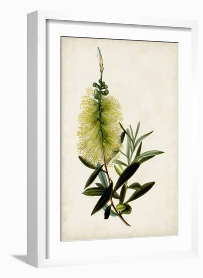 Bottle Brush Flower IV-John Miller-Framed Art Print