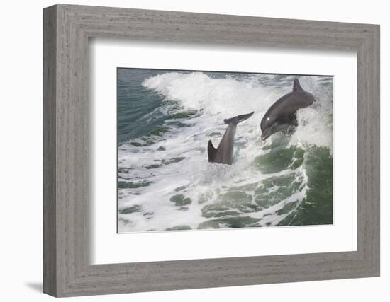 Bottle Nose Dolphin-Lynn M^ Stone-Framed Photographic Print