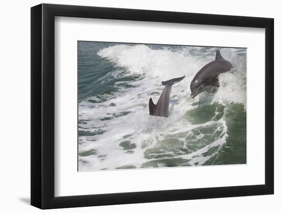 Bottle Nose Dolphin-Lynn M^ Stone-Framed Photographic Print