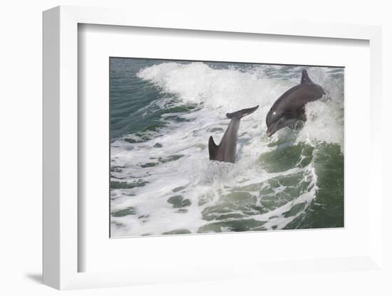 Bottle Nose Dolphin-Lynn M^ Stone-Framed Photographic Print