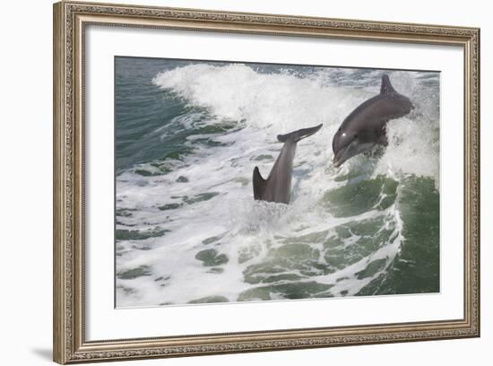 Bottle Nose Dolphin-Lynn M^ Stone-Framed Photographic Print