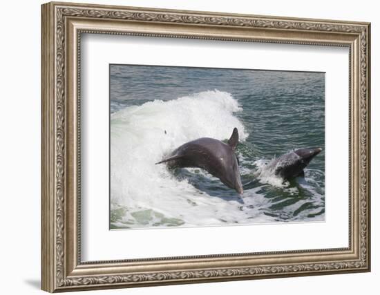 Bottle Nose Dolphin-Lynn M^ Stone-Framed Photographic Print