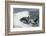 Bottle Nose Dolphin-Lynn M^ Stone-Framed Photographic Print