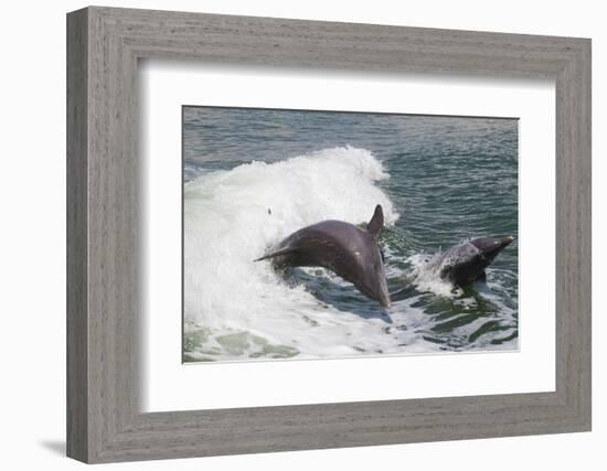 Bottle Nose Dolphin-Lynn M^ Stone-Framed Photographic Print