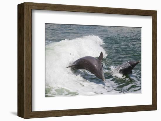 Bottle Nose Dolphin-Lynn M^ Stone-Framed Photographic Print