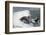 Bottle Nose Dolphin-Lynn M^ Stone-Framed Photographic Print