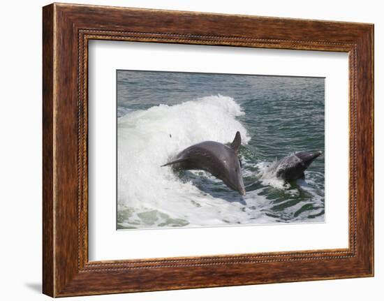 Bottle Nose Dolphin-Lynn M^ Stone-Framed Photographic Print