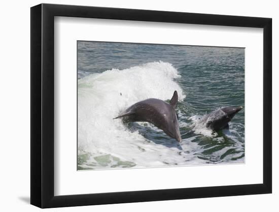 Bottle Nose Dolphin-Lynn M^ Stone-Framed Photographic Print