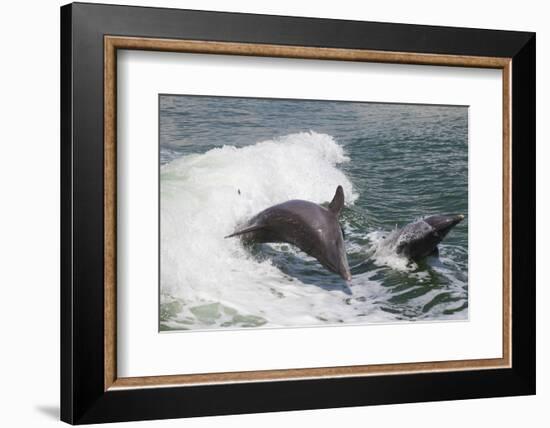 Bottle Nose Dolphin-Lynn M^ Stone-Framed Photographic Print