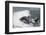 Bottle Nose Dolphin-Lynn M^ Stone-Framed Photographic Print