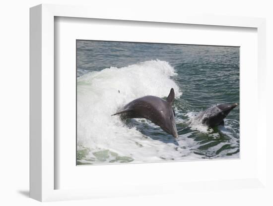 Bottle Nose Dolphin-Lynn M^ Stone-Framed Photographic Print