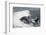 Bottle Nose Dolphin-Lynn M^ Stone-Framed Photographic Print