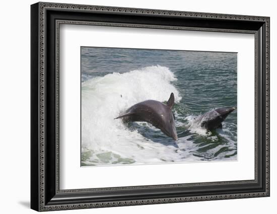 Bottle Nose Dolphin-Lynn M^ Stone-Framed Photographic Print