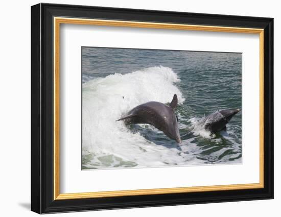 Bottle Nose Dolphin-Lynn M^ Stone-Framed Photographic Print