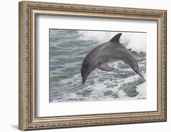 Bottle Nose Dolphin-Lynn M^ Stone-Framed Photographic Print